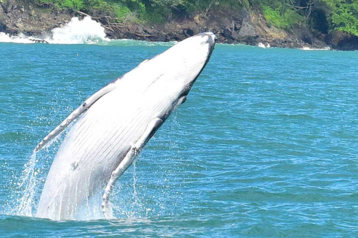 Whale Watching